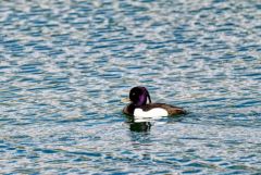 Fuligule morillon ♂ - Aythya fuligula - Tufted Duck<br>Région parisienne