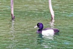 Fuligule morillon ♂ - Aythya fuligula - Tufted Duck<br>Région parisienne