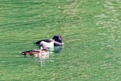 Fuligule morillon - Aythya fuligula - Tufted Duck<br>Région parisienne