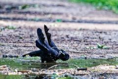 Corneille noire - Corvus corone - Carrion Crow<br>Région Parisienne