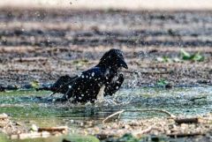 Corneille noire - Corvus corone - Carrion Crow<br>Région Parisienne