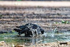 Corneille noire - Corvus corone - Carrion Crow<br>Région Parisienne