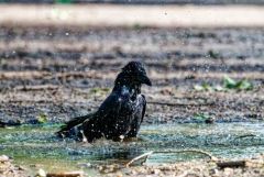 Corneille noire - Corvus corone - Carrion Crow<br>Région Parisienne