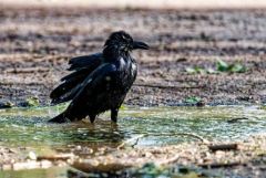 Corneille noire - Corvus corone - Carrion Crow<br>Région Parisienne