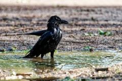 Corneille noire - Corvus corone - Carrion Crow<br>Région Parisienne