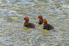 Foulque macroule (poussins) - Fulica atra - Eurasian Coot<br>Région parisienne