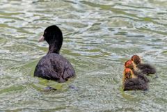 Foulque macroule (adulte et poussins) - Fulica atra - Eurasian Coot<br>Région parisienne