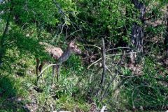 Cerf élaphe (juvénile) - Cervus elaphus<br>Région parisienne