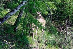 Cerf élaphe (biche et juvénile) - Cervus elaphus<br>Région parisienne