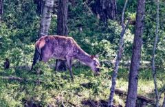 Cerf élaphe (biche)- Cervus elaphus<br>Région parisienne