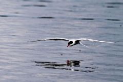 Sterne pierregarin - Sterna hirundo - Common Tern<br>Région parisienne