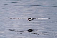 Sterne pierregarin - Sterna hirundo - Common Tern<br>Région parisienne