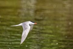 Sterne pierregarin - Sterna hirundo - Common Tern<br>Région parisienne