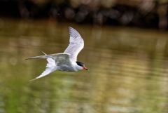 Sterne pierregarin - Sterna hirundo - Common Tern<br>Région parisienne