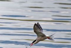 Sterne pierregarin - Sterna hirundo - Common Tern<br>Région parisienne