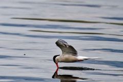 Sterne pierregarin - Sterna hirundo - Common Tern<br>Région parisienne