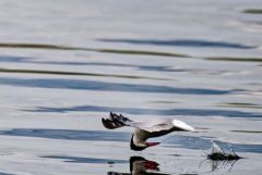 Sterne pierregarin - Sterna hirundo - Common Tern<br>Région parisienne