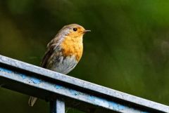 Rougegorge familier - Erithacus rubecula - European Robin<br>Région parisienne