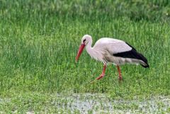 Cigogne blanche - Ciconia ciconia - White Stork<br>Vendée