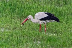 Cigogne blanche - Ciconia ciconia - White Stork<br>Vendée