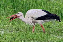 Cigogne blanche - Ciconia ciconia - White Stork<br>Vendée