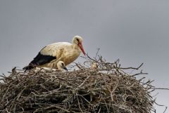 Cigogne blanche et poussins - Ciconia ciconia - White Stork<br>Vendée