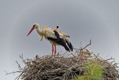 Cigogne blanche et poussins - Ciconia ciconia - White Stork<br>Vendée