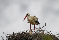 Cigogne blanche et poussins - Ciconia ciconia - White Stork<br>Vendée