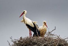 Cigogne blanche - Ciconia ciconia - White Stork<br>Vendée