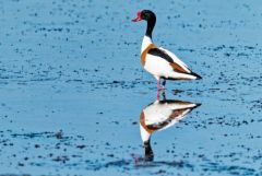 Tadorne de Belon ♀ - Tadorna tadorna - Common Shelduck<br>Vendée