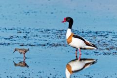 Tadorne de Belon ♀ - Tadorna tadorna - Common Shelduck<br>Vendée