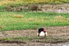 Tadorne de Belon - Tadorna tadorna - Common Shelduck<br>Vendée