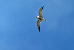 Sterne pierregarin - Sterna hirundo - Common Tern<br>Vendée