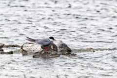 Guifette moustac - Chlidonias hybrida - Whiskered Tern<br>Vendée