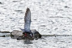 Guifette moustac - Chlidonias hybrida - Whiskered Tern<br>Vendée