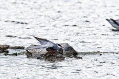 Guifette moustac - Chlidonias hybrida - Whiskered Tern<br>Vendée