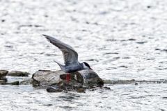 Guifette moustac - Chlidonias hybrida - Whiskered Tern<br>Vendée