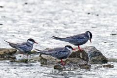 Guifette moustac - Chlidonias hybrida - Whiskered Tern<br>Vendée