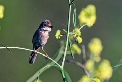 Fauvette grisette - Curruca communis - Common Whitethroat<br>Vendée