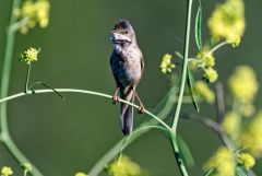 Fauvette grisette - Curruca communis - Common Whitethroat<br>Vendée