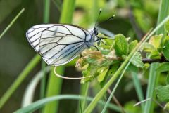 Le gazé - Aporia crataegi<br>Vendée