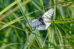 Le gazé - Aporia crataegi<br>Vendée