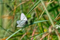 Le gazé - Aporia crataegi<br>Vendée