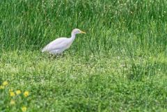 Héron garde-boeufs - Bubulcus ibis - Western Cattle Egret<br>Vendée