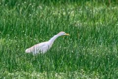 Héron garde-boeufs - Bubulcus ibis - Western Cattle Egret<br>Vendée