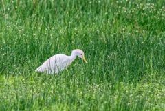 Héron garde-boeufs - Bubulcus ibis - Western Cattle Egret<br>Vendée