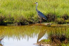 Héron cendré - Ardea cinerea - Grey Heron<br>Vendée