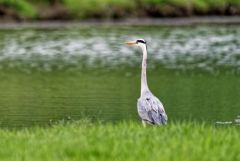 Héron cendré - Ardea cinerea - Grey Heron<br>Vendée