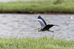 Héron cendré - Ardea cinerea - Grey Heron<br>Région parisienne