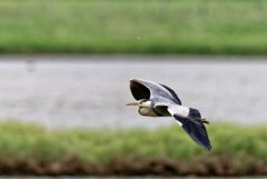 Héron cendré - Ardea cinerea - Grey Heron<br>Région parisienne